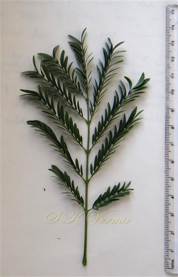  Leaf